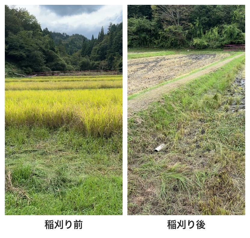 稲刈り前と稲刈り後の田んぼの比較